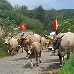 Bon Aubrac Pour 12 Personnes * Les Hermaux