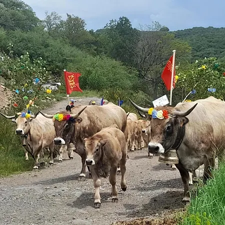 Bon Aubrac Pour 12 Personnes * Les Hermaux