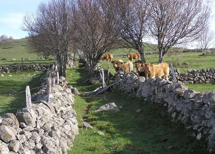 Bon Aubrac Pour 12 Personnes Les Hermaux