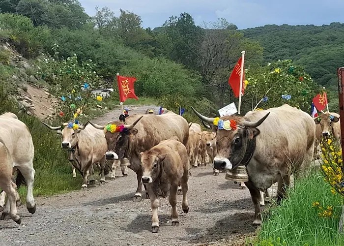 Bon Aubrac Pour 12 Personnes * Les Hermaux